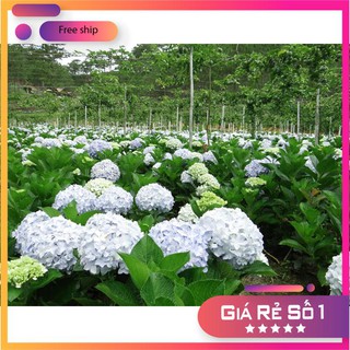 Hạt giống hoa cẩm tú cầu LUCKY SEEDS -10 hạt LUCKY.VN