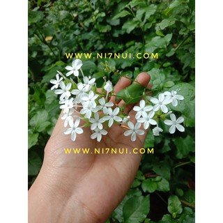 1 Bụi cây bạch hoa xà trắng - shop Ni Bảy Núi