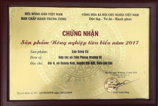 GẠO SÉNG CÙ LÀO CAI