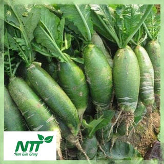Hạt giống củ cải xanh tn