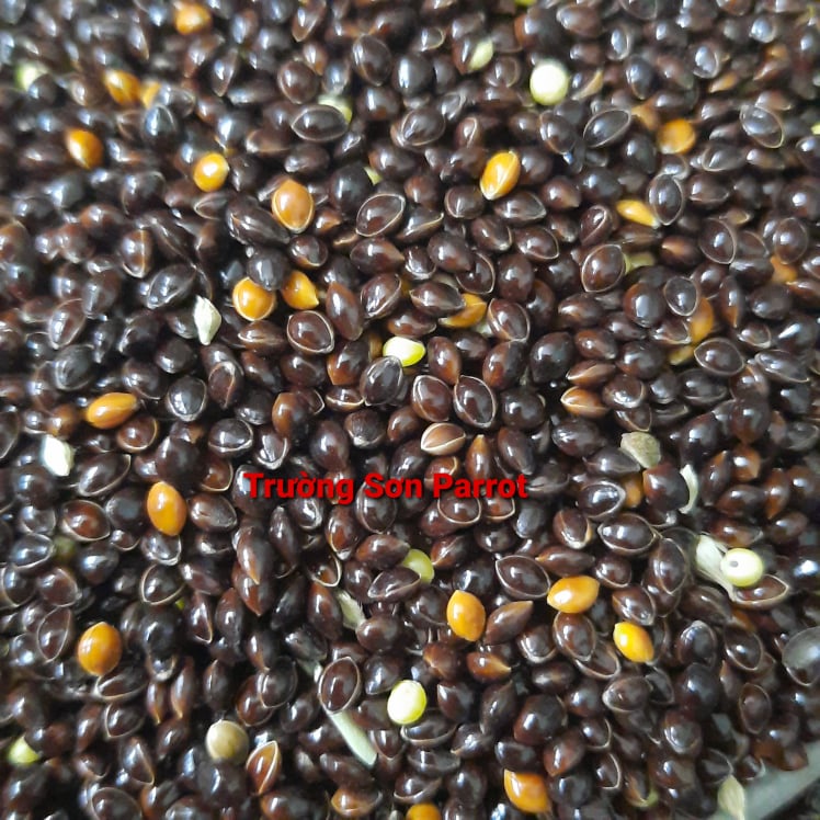 Hạt kê đen bóng lớn  dành cho chim, vẹt, chuột, sóc, yến hót....