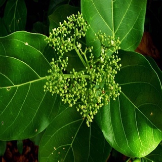 1Kg Cây Lá Mát Gan ( khô, chuẩn,xịn)