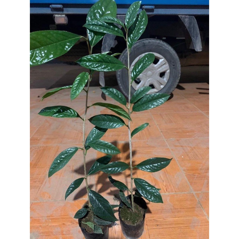 Cây giống trà hoa vàng cao 40-50cm