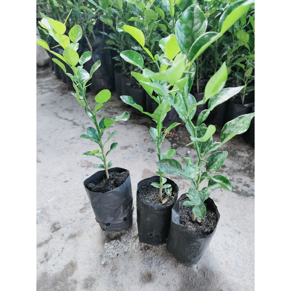 Cây chanh thái. cây chúc,cây lá số 8 giá 20k/cây