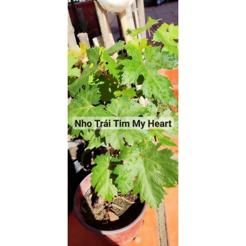 Cây Nho Giống Trái Tim  Nhật Bản