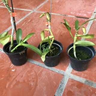 Trầm mới: Hắc bạch vô thường