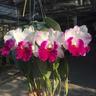 Hoa Lan Cattleya Claude W.Hamilton (Big 09)