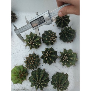 Set 5 Xương rồng gymno xanh 5 kiểu gai size 4-5cm- Gynocalycium