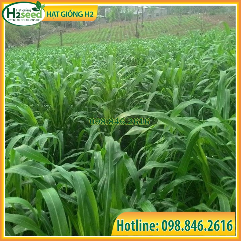 Hạt giống cỏ Lai Sudan Super BMR - gói 50g siêu dinh dưỡng dùng trong chăn nuôi trâu, bò, cá, thỏ...