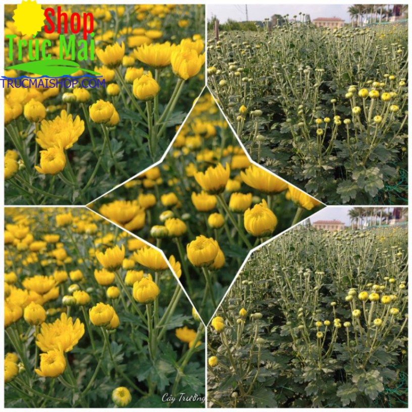 cây 10 nụ hoa cúc vàng cả gốc rễ