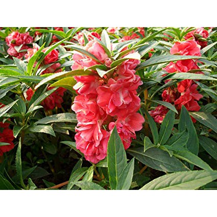 Hạt Giống Hoa Móng Tay Kép  - MUA 3 TẶNG 1 CÙNG LOẠI