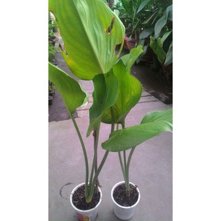 Cây ngải lục bình
