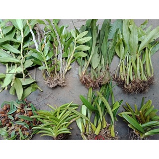 Thùng 2kg Combo 10 loại lan rừng có 180k tặng xơ dừa ghép lan.