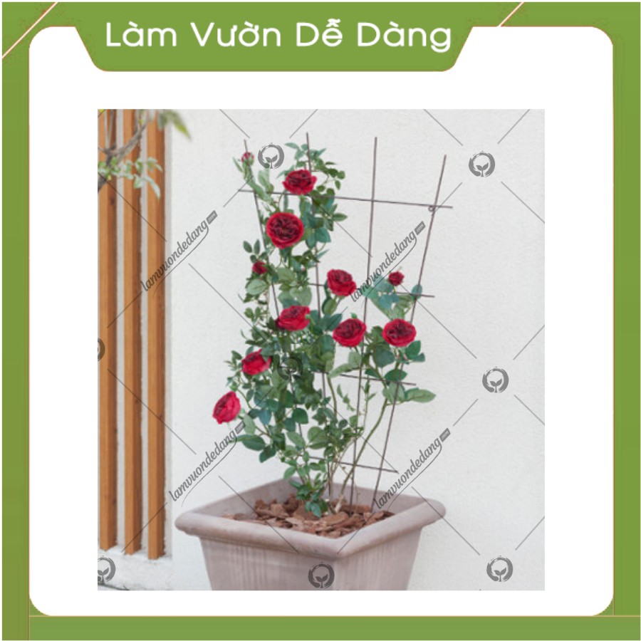 KHUNG QUẠT - Gía đỡ cho các loại rau, hoa leo , hồng leo.