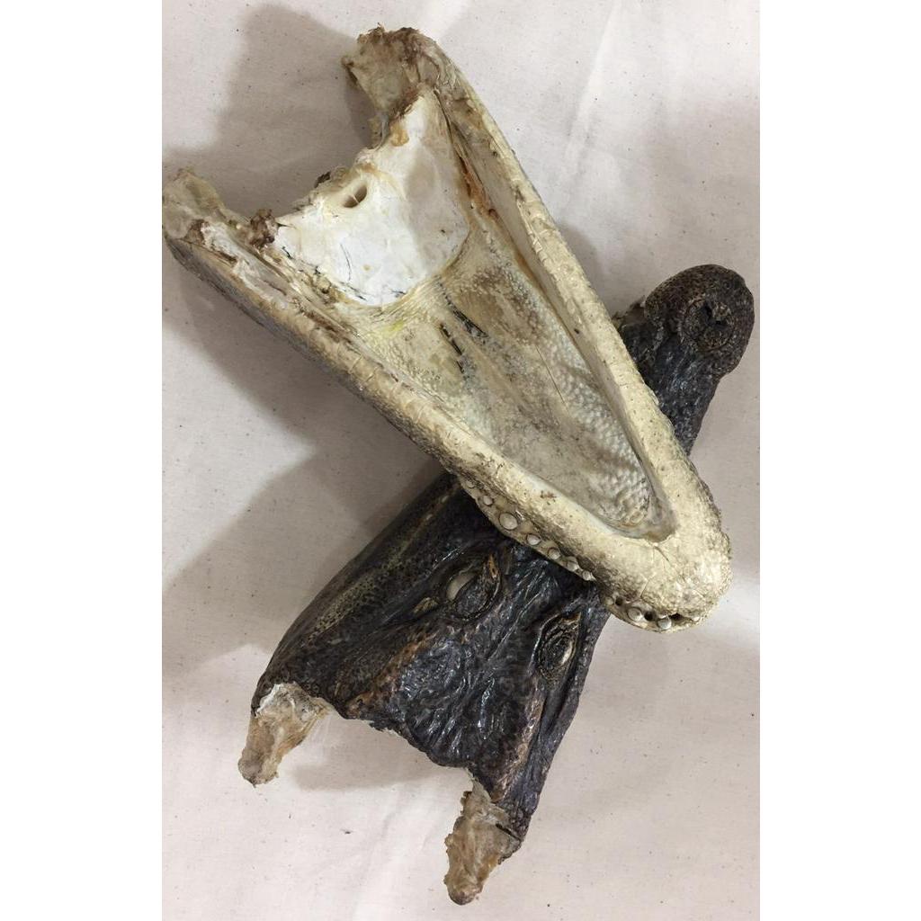 Đầu cá sấu trưng bày phòng khách , bàn làm việc