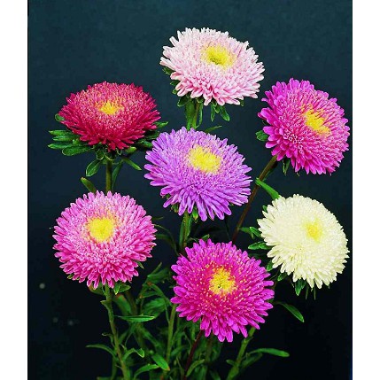 Hạt Giống Hoa Cúc Nhật PomPom Mix gói 50 hạt đẹp