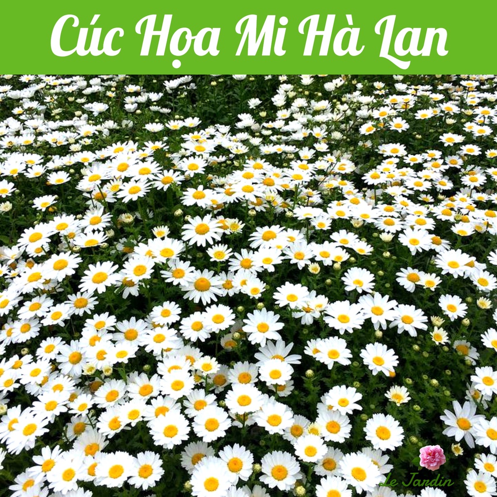 Hạt giống Hoa Cúc Họa Mi Hà Lan (Rado 864) gói 0,03gr