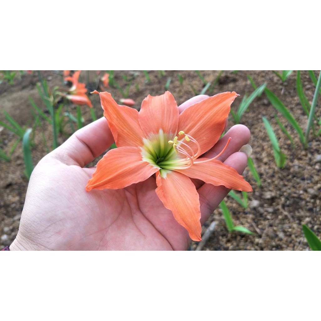 CỦ LAN HUỆ CAM DẠI CỰC KUTE  - 1 CỦ