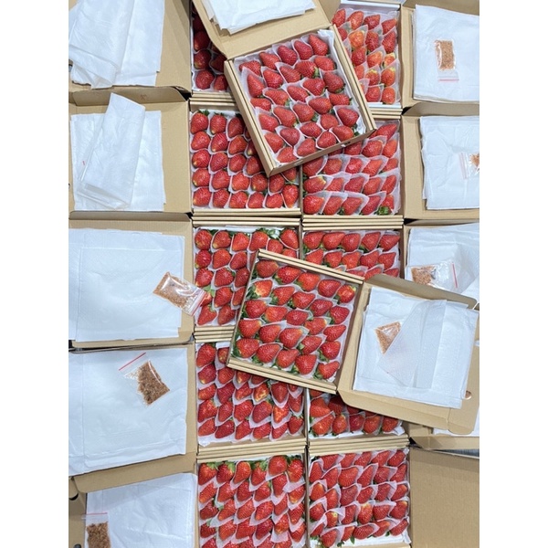 Dâu tây giống Nhật Sky VIP 25-30 trái NGỌT đậm, Thơm ngon, mọng nước.