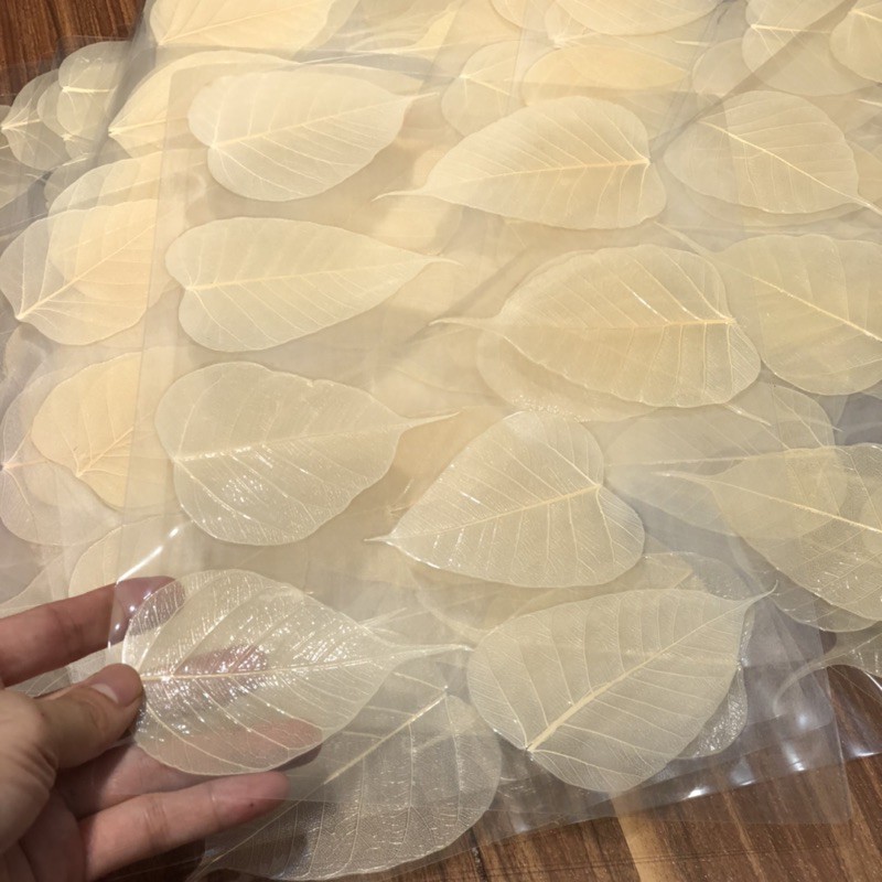 Lá Bồ Đề Trắng Tự Nhiên - mang lại may mắn, bình an | BigBuy360 - bigbuy360.vn