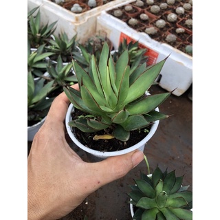 Agave burnt burgundy