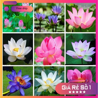 5 Hạt giống Sen Nhật Mini (Đã cắt đầu)