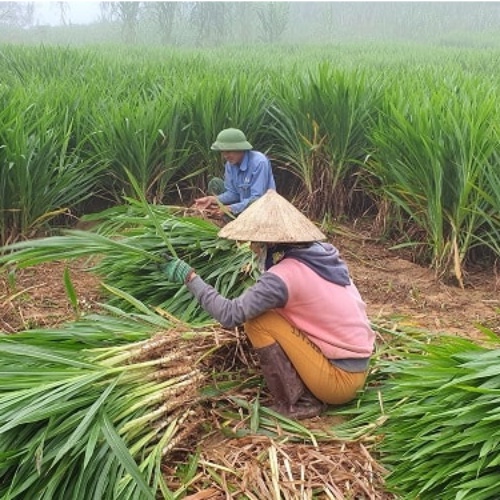 Hom Giống Cỏ Sữa Đài Loan – Cỏ Voi Lùn - Cỏ Lá Dứa