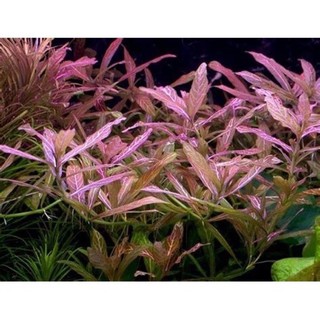 cây sun sét15k/10 ngọn