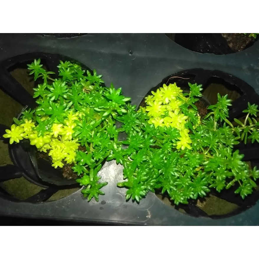 Cây Sedum cỏ vàng mix cỏ trắng dùng trồng viền, trang trí thảm cỏ