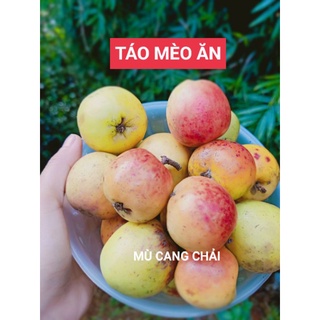 Táo mèo tươi Yên Bái, táo mèo ăn ngọt, giòn, ngon túi 1kg