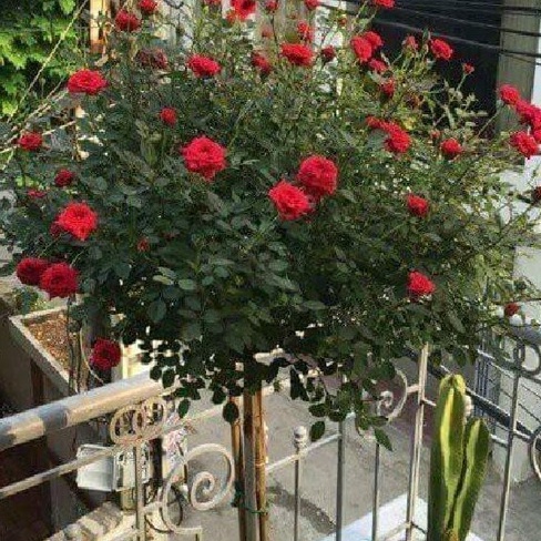 Hạt giống hoa hồng thân gỗ nhiều màu - gói 20 hạt-tặng kèm gói kích mầm--HGNN