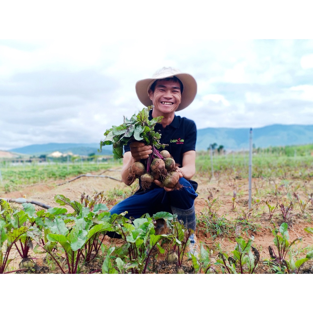 1 Gói 3g - BỘT CỦ DỀN nguyên chất sấy lạnh Dalahouse giúp bổ máu,đạt tiêu chuẩn châu Âu - Hsd: 9/2024 - Shanti