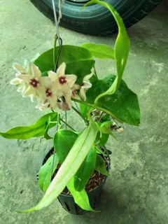 CẨM CÙ BUOTII