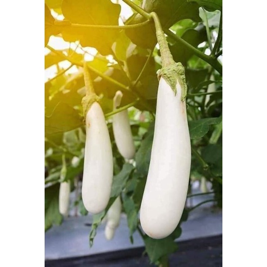 Hạt giống cà trắng quả dài nhập khẩu Thái Lan gói 200 hạt