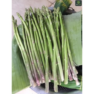 (12-24 hạt) Hạt giống Măng Tây Xanh nảy mầm cao, bổ dưỡng - Shop có bán cây giống măng tây cao tới 50cm