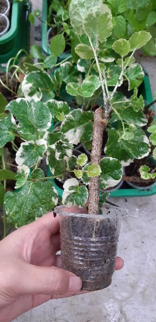 Cây đinh lăng cẩm thạch lá to