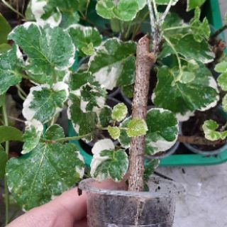 cây đinh lăng cẩm thạch lá to