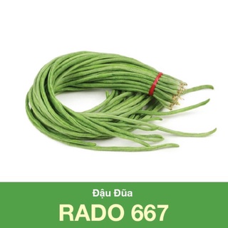 Hạt giống đậu đũa 667