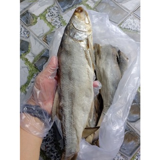 Khô cá chét muối dùi 5-600gr/1con