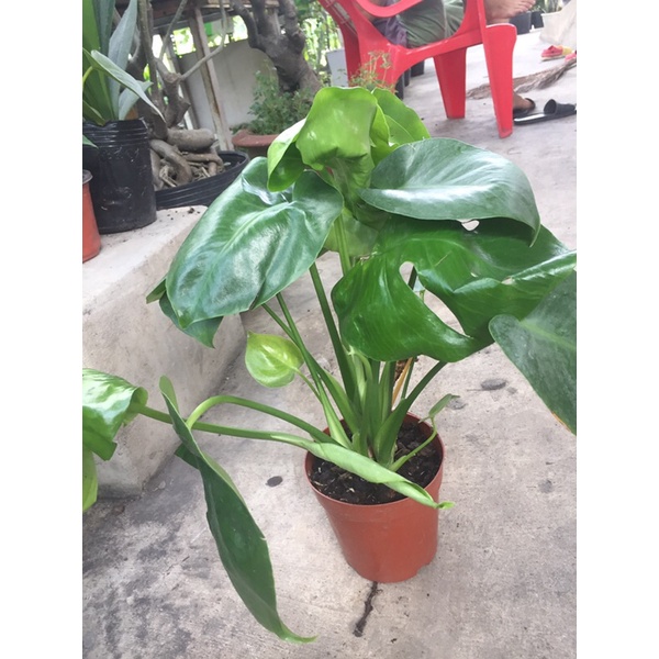 Trầu bà lá xẻ