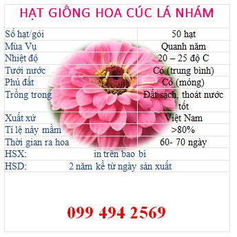 Hạt cúc lá nhám cúc ngũ sắc