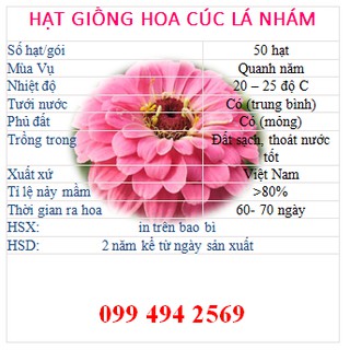 Hạt cúc lá nhám cúc ngũ sắc