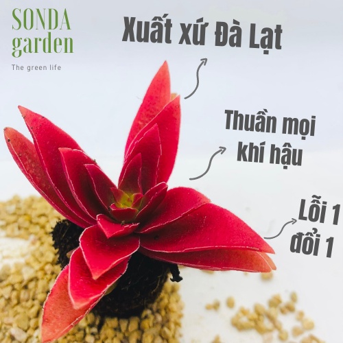 Sen đá tứ phương tím SONDA GARDEN size mini 2.5-4cm, xuất xứ Đà Lạt, khoẻ đẹp, lỗi 1 đổi 1