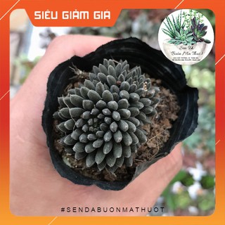 Sen đá nhím đen - sen đá buôn ma thuột
