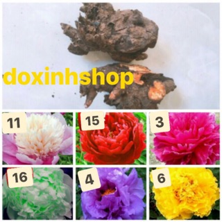 Combo củ hoa thược dược và mẫu đơn
