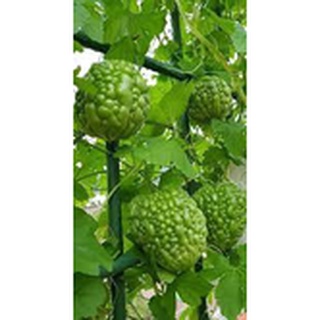 #Hạt_Giống_Mướp_Đắng_Tròn ( Mua 3 gói tặng 1 gói )