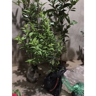 combo 2 chery, 4 ổi đo, 1 na thái 590k
