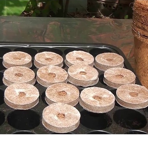 1 Viên nén ươm hạt giống xơ dừa, ươm cây giống tiện lợi