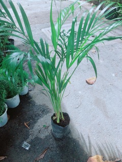 Cây Cau Kiểng