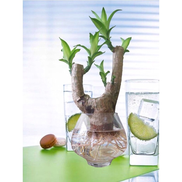- trồng thuỷ sinh được